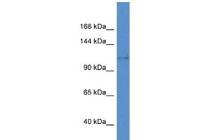 anti-Potassium Voltage-Gated Channel, Subfamily H (Eag-Related), Member 8 (KCNH8) (C-Term) antibody