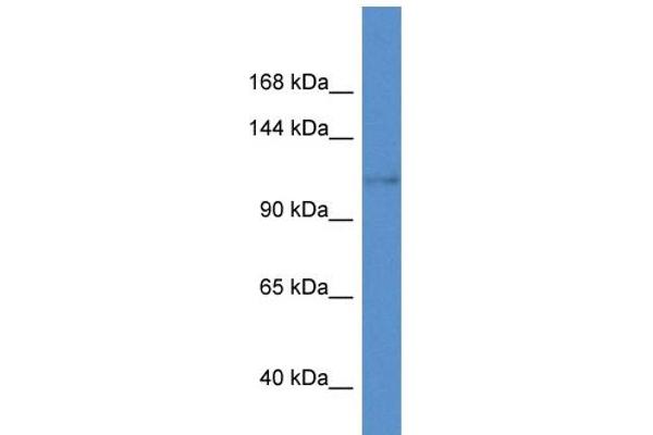 anti-Potassium Voltage-Gated Channel, Subfamily H (Eag-Related), Member 8 (KCNH8) (C-Term) antibody