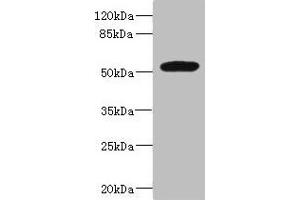 MARCO antibody  (AA 421-520)