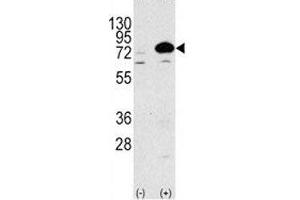 Image no. 4 for anti-ATG7 Autophagy Related 7 (ATG7) (AA 22-51) antibody (ABIN3030039)