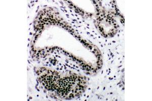 Image no. 6 for anti-Nuclear Respiratory Factor 1 (NRF1) (AA 272-288), (Middle Region) antibody (ABIN3044020)