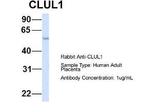 Image no. 1 for anti-Clusterin-Like 1 (Retinal) (CLUL1) (Middle Region) antibody (ABIN2786023)
