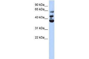 Image no. 1 for anti-NOP2/Sun Domain Family, Member 3 (NSUN3) (Middle Region) antibody (ABIN2783545)