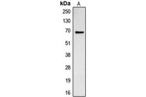 Image no. 1 for anti-Cell Division Cycle 23 (CDC23) (Center) antibody (ABIN2705825)