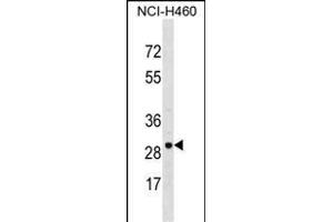VDAC3 Antibody (Center) (ABIN1537893 and ABIN2848739) western blot analysis in NCI- cell line lysates (35 μg/lane).