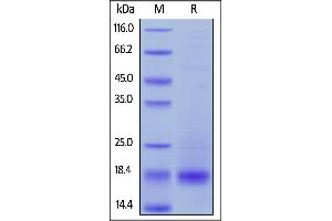 Image no. 1 for CD3 epsilon (CD3E) (AA 23-126) protein (His tag,AVI tag,Biotin) (ABIN5954965)
