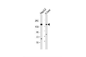 Image no. 2 for anti-ATP-Binding Cassette, Sub-Family C (CFTR/MRP), Member 3 (ABCC3) (AA 899-925) antibody (ABIN654103)