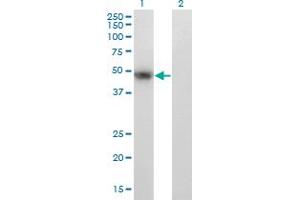 Image no. 1 for anti-Paired Box 8 (PAX8) (AA 141-250) antibody (ABIN521666)
