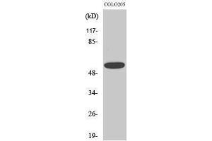 Image no. 1 for anti-Chloride Channel CLIC-Like 1 (CLCC1) (Internal Region) antibody (ABIN3183952)