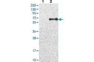 Image no. 2 for anti-Ubiquitin Specific Peptidase 30 (Usp30) antibody (ABIN5590623)