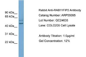 Image no. 2 for anti-RAB11 Family Interacting Protein 2 (Class I) (RAB11FIP2) (N-Term) antibody (ABIN2786053)