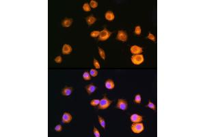 Immunofluorescence analysis of L929 cells using [KO Validated] PKA RIIα (PRKA)/PKR2 Rabbit pAb (ABIN1513416, ABIN3022083, ABIN3022084 and ABIN5663933) at dilution of 1:100 (40x lens).