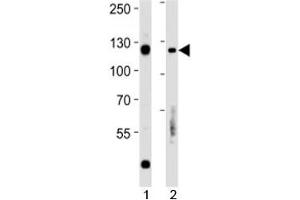 anti-Retinoblastoma Protein (Rb Protein) (AA 586-615) antibody
