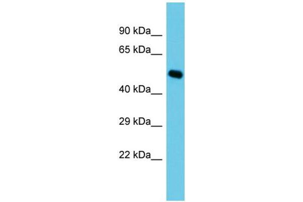 anti-C-Type Lectin Domain Family 14, Member A (CLEC14A) (C-Term) antibody