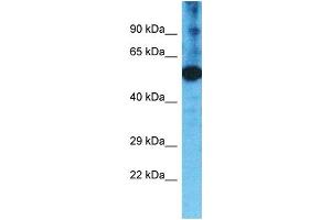 anti-Transmembrane Protease, Serine 11F (TMPRSS11F) (C-Term) antibody