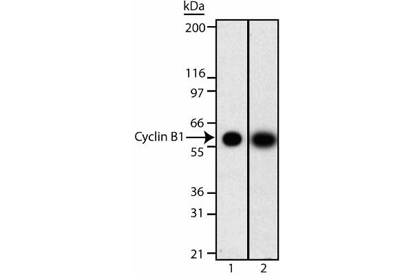 Cyclin B1 anticorps  (AA 1-21)