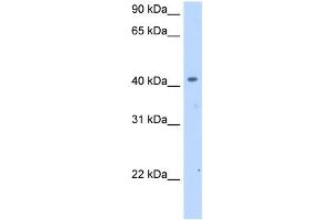 Image no. 1 for anti-Solute Carrier Family 25 (Mitochondrial Carrier, Phosphate Carrier), Member 24 (SLC25A24) antibody (ABIN630404)