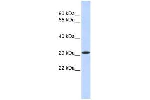 Image no. 1 for anti-Kruppel-Like Factor 14 (KLF14) (N-Term) antibody (ABIN927568)