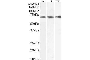 P4HA1 anticorps  (Internal Region)