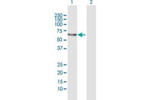 Western Blot analysis of PLAT expression in transfected 293T cell line by PLAT MaxPab polyclonal antibody.