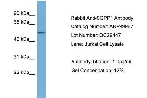 Image no. 1 for anti-Sphingosine-1-Phosphate Phosphatase 1 (SGPP1) (Middle Region) antibody (ABIN2783990)