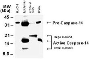 Image no. 2 for anti-Caspase 14, Apoptosis-Related Cysteine Peptidase (CASP14) antibody (ABIN537403)