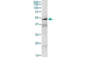 Image no. 4 for anti-Cyclin E1 (CCNE1) (AA 1-410) antibody (ABIN514111)
