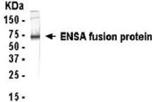 Image no. 1 for anti-Endosulfine alpha (ENSA) (AA 1-121) antibody (ABIN2467810)