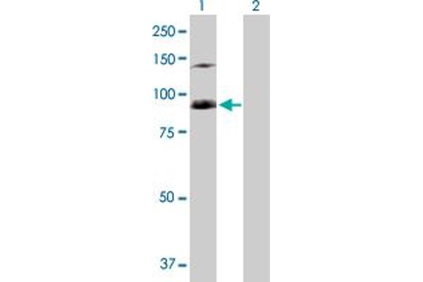 SFMBT1 Antikörper  (AA 1-866)