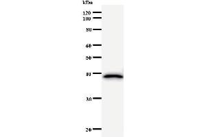 Image no. 1 for anti-Ras Homolog Gene Family, Member B (RHOB) antibody (ABIN931074)