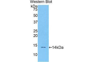 Image no. 1 for anti-Resistin (RETN) (AA 21-114) antibody (ABIN1078471)