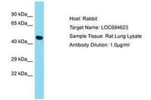 Image no. 1 for anti-G Protein-Coupled Receptor 52 (GPR52) (AA 165-202) antibody (ABIN6750489)