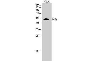 Image no. 1 for anti-Mitogen-Activated Protein Kinase 10 (MAPK10) (C-Term) antibody (ABIN3185272)