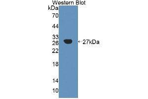 Image no. 1 for anti-alpha 1, 4-Galactosyltransferase (A4GALT) (AA 23-288) antibody (ABIN5013108)