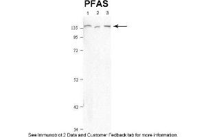 Image no. 2 for anti-Phosphoribosylformylglycinamidine Synthase (PFAS) (N-Term) antibody (ABIN2782529)