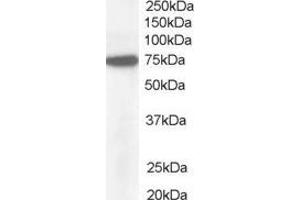 Image no. 1 for anti-Nucleoporin 85kDa (NUP85) (C-Term) antibody (ABIN185140)