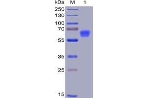 Image no. 2 for CD47 (CD47) protein (mFc-His Tag) (ABIN6961081)