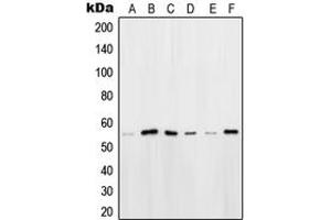Image no. 3 for anti-POU domain, class 2, transcription factor 2 (POU2F2) (N-Term) antibody (ABIN2707287)