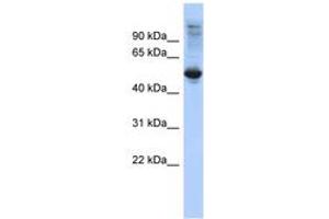 Image no. 1 for anti-F-Box and Leucine-Rich Repeat Protein 16 (FBXL16) (C-Term) antibody (ABIN6743254)