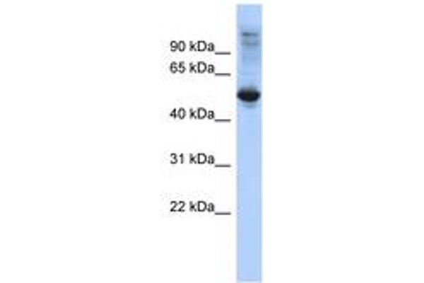 FBXL16 抗体  (C-Term)