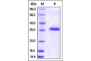 SDS-PAGE (SDS) image for HEK-293 Cells IgG isotype control (AVI tag,Biotin) (ABIN2870572)