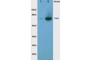 Image no. 1 for anti-CREB Regulated Transcription Coactivator 2 (CRTC2) (pSer171) antibody (ABIN745988)