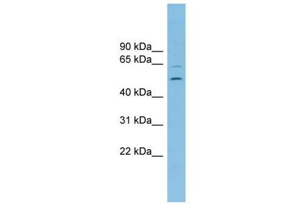 C2orf30 Antikörper  (Middle Region)