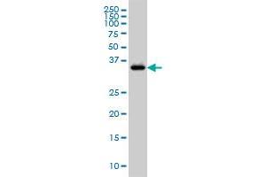 GRAP2 antibody  (AA 226-315)