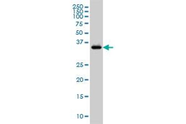 GRAP2 antibody  (AA 226-315)