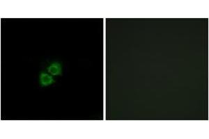 Image no. 1 for anti-Aurora Kinase A and Ninein Interacting Protein (AUNIP) (AA 121-170) antibody (ABIN1534640)