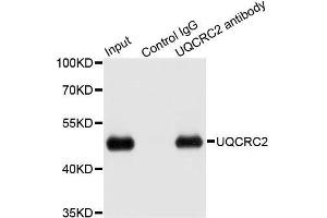 Image no. 4 for anti-Ubiquinol-Cytochrome C Reductase Core Protein II (UQCRC2) antibody (ABIN1683222)