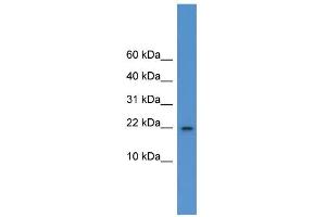 anti-Interleukin 1 delta (FIL1d) (C-Term) antibody