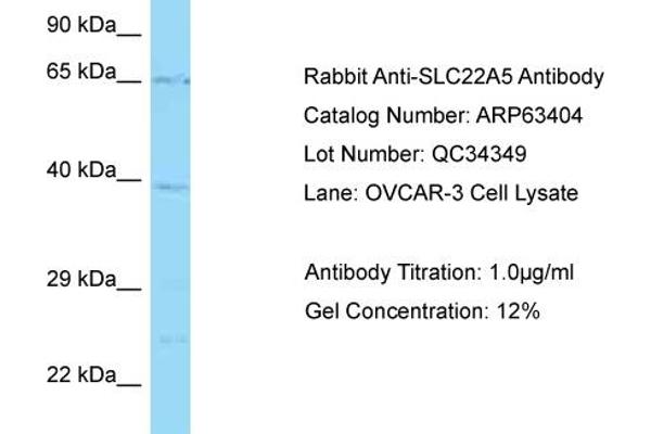 anti-Solute Carrier Family 22 Member 5 (SLC22A5) (C-Term) antibody