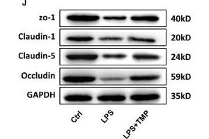 Image no. 1 for anti-Claudin 5 (CLDN5) antibody (ABIN6138692)